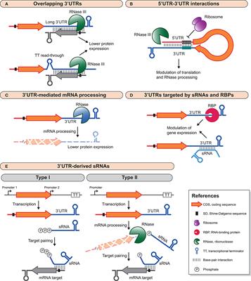 Bacterial 3′UTRs: A Useful Resource in Post-transcriptional Regulation